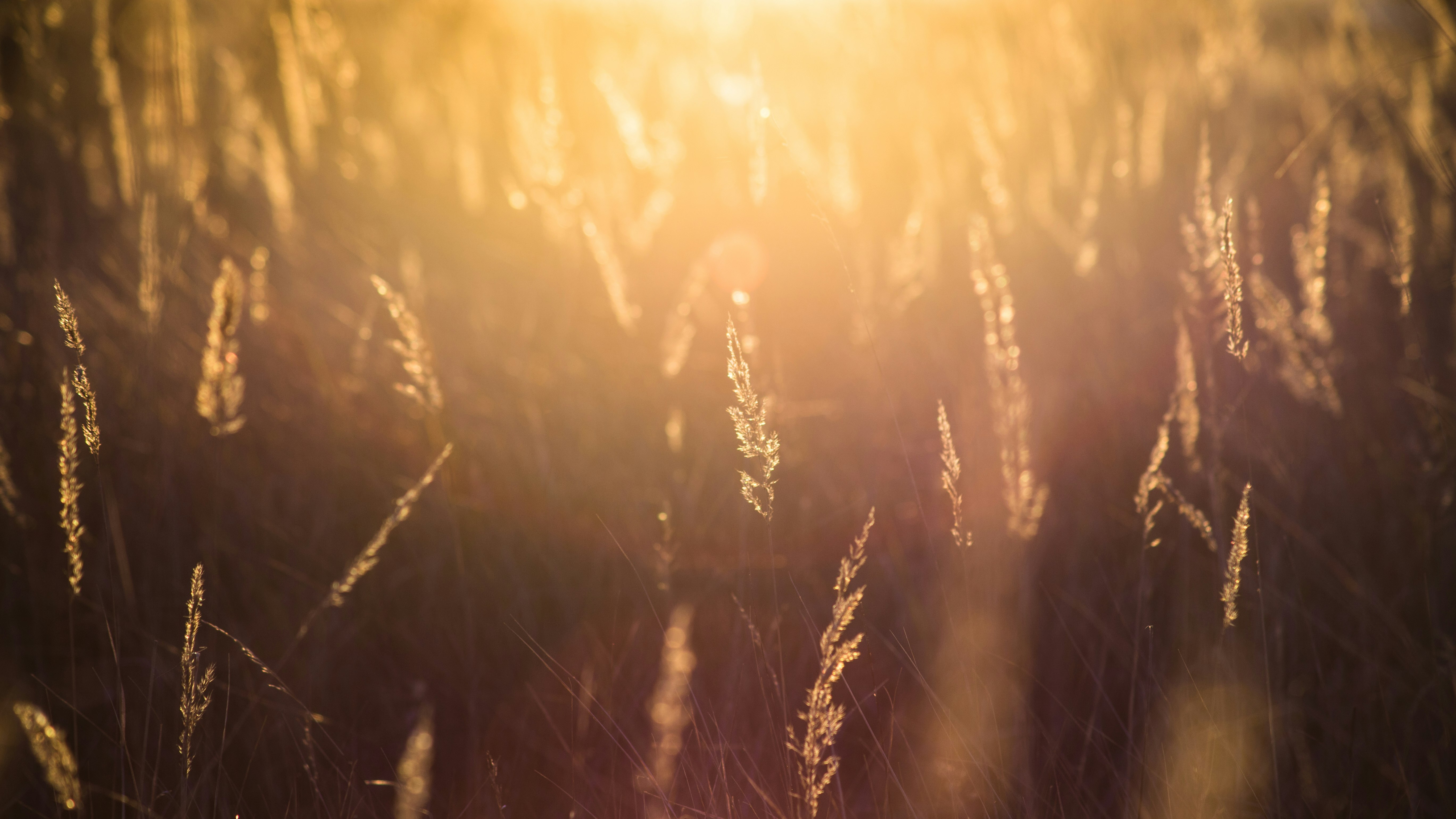 photography of grass with sun light